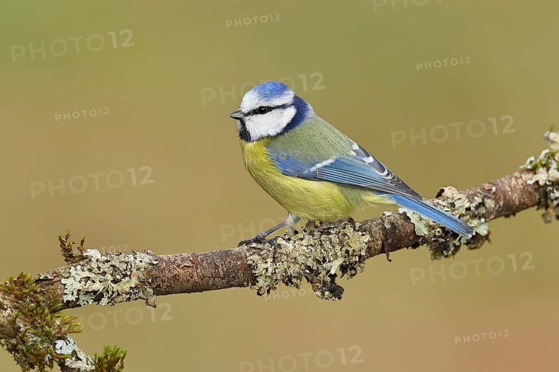 Blue tit (Parus caeruleus), sitting on a branch overgrown with lichen, Wilnsdorf, North Rhine-Westphalia, Germany