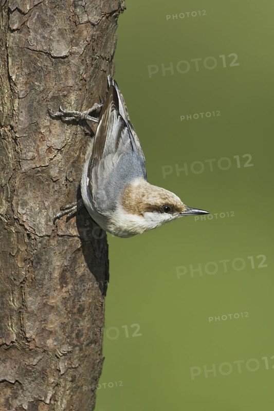 Brown-headed Nuthatch (Sitta pusilla), Texas, USA