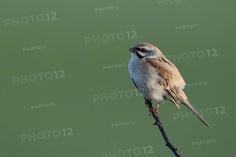Jankowski's Bunting (Emberiza jankowskii) male, Dornod-Aimag, Mongolia