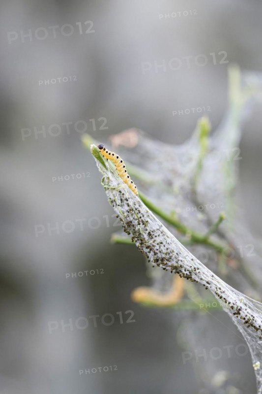 Caterpillar of the european spindle (Euonymus europaeus), common monkey puzzle moth (Yponomeuta cagnagella), Germany
