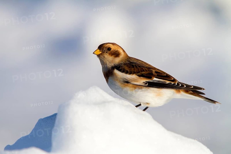 Snow Bunting (Plectrophenax nivalis), Iceland