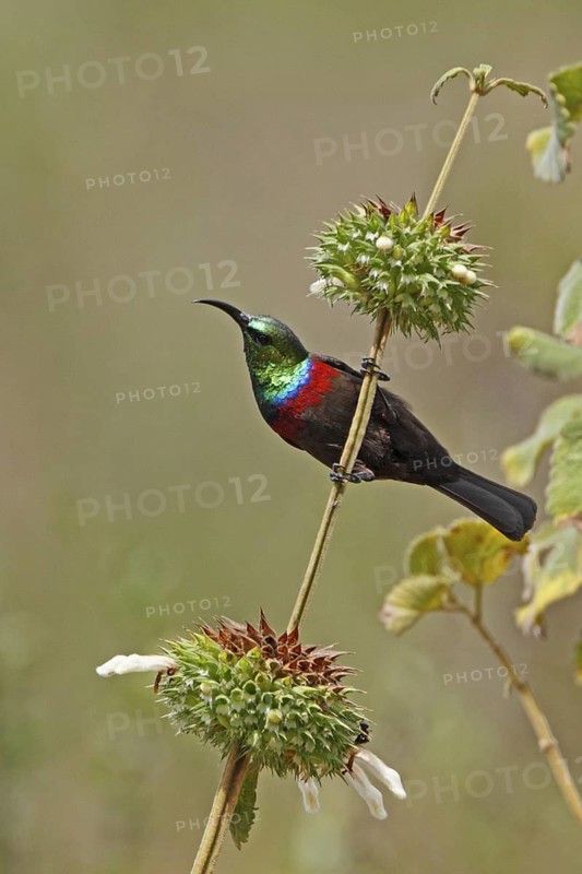 Marico Sunbird (Cinnyris mariquensis) male, Masai Mara, Kenya