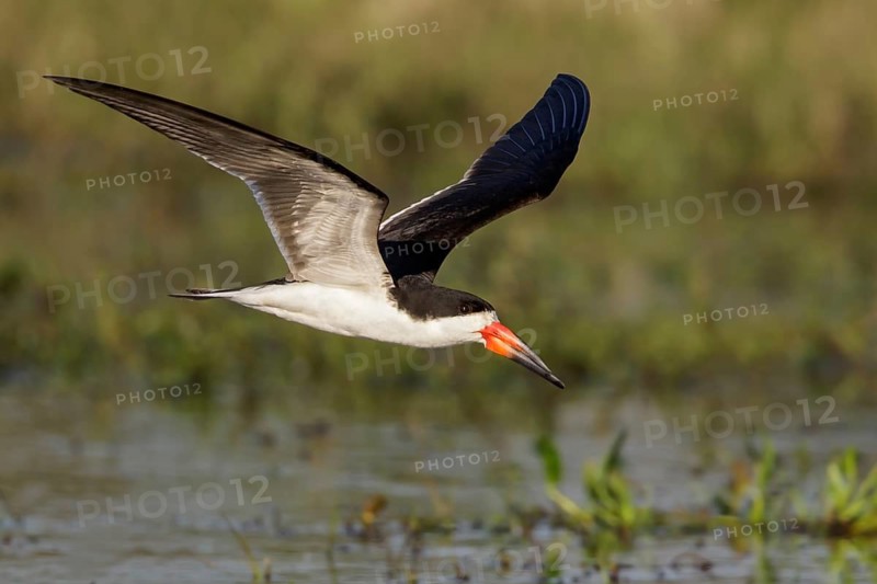 Black Skimmer (Rynchops niger) flying in the Pantanal region of Brazil