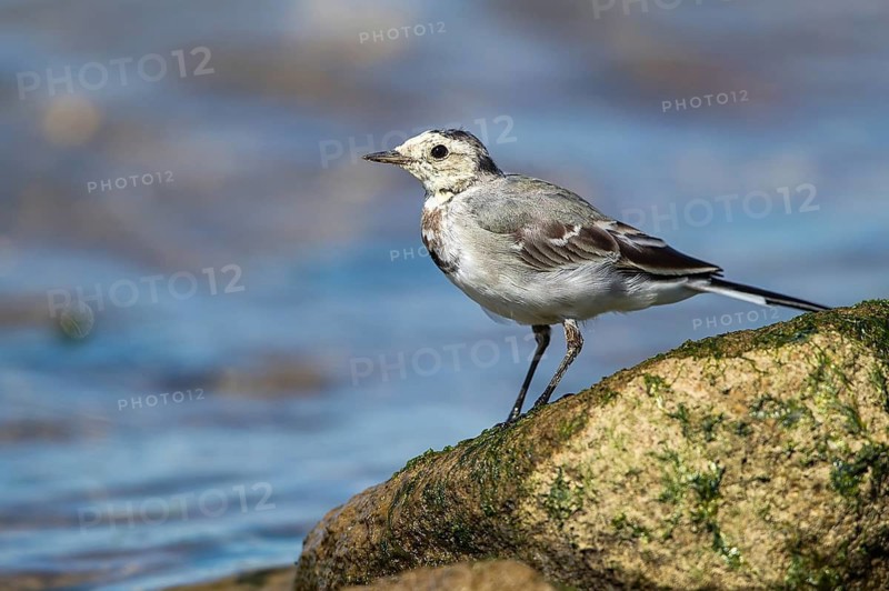 White Wagtail (Motacilla alba) juvenile, Mecklenburg-Western Pomerania, Germany