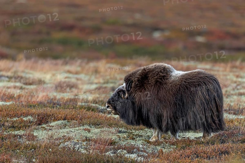 A musk ox cow (Ovibos moschatus) foraging in the autumn tundra, autumn, autumn landscape, Ruska, tundra landscape, September, Norway