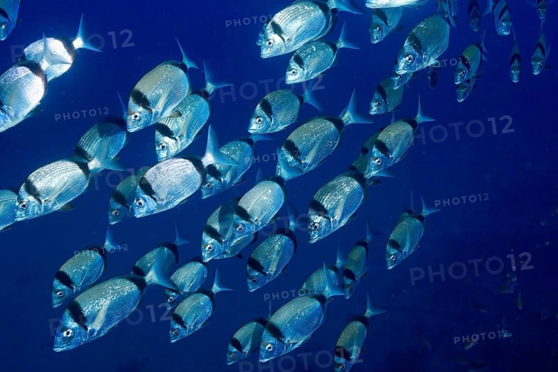 Silver fish, two-banded seabream (Diplodus vulgaris), travelling as a shoal through the deep blue of the sea, dive site peninsula Giens, Mediterranean Sea, Porquerolles, Provence, Côte d'Azur, France