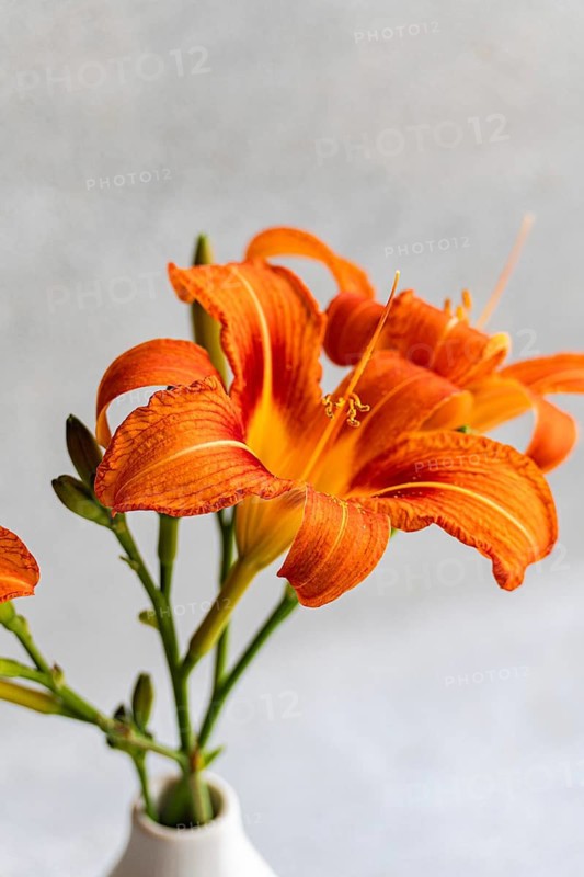 A stunning tiger lily bloom adds vibrant orange hues to the minimalist indoor setting, elegantly displayed in a simple vase, creating an elegant and serene atmosphere