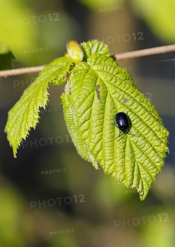 Agelastica alni (Agelastica alni), on leaf, North Rhine-Westphalia, Germany