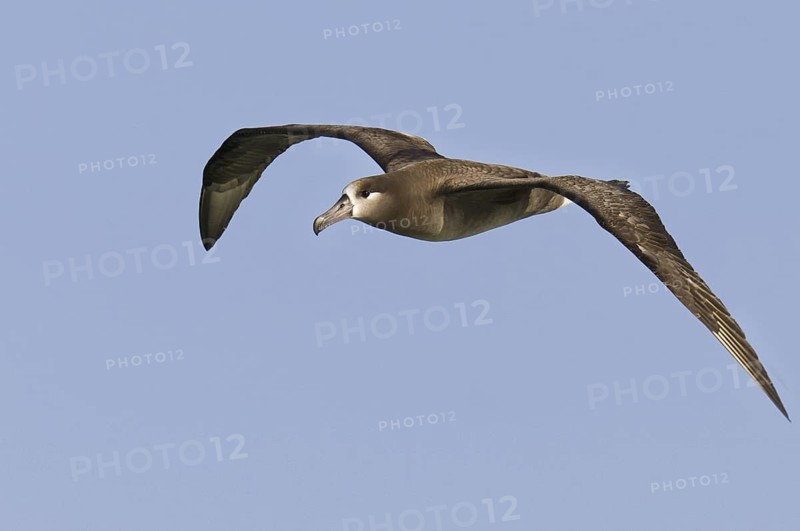 Black-footed Albatross (Phoebastria nigripes), Hawaii, USA