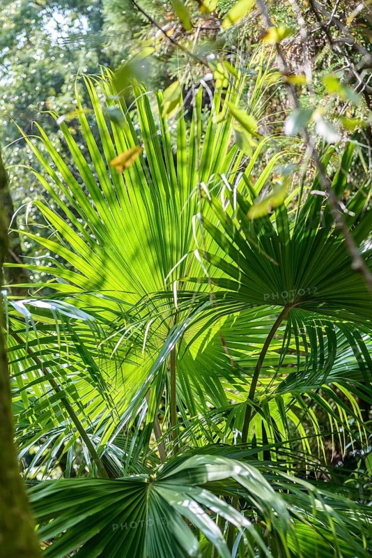 Chusan Palm (Trachycarpus fortunei), Super Rindo Forest Road, Japan