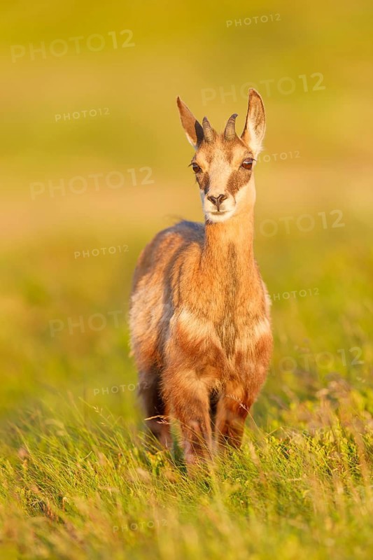 Gämse, Rupicapra rupicapra Chamois, Rupicapra rupicapra