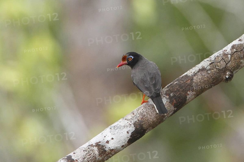 Chestnut-fronted Helmetshrike (Prionops scopifrons), Sokoke Forest, Kenya