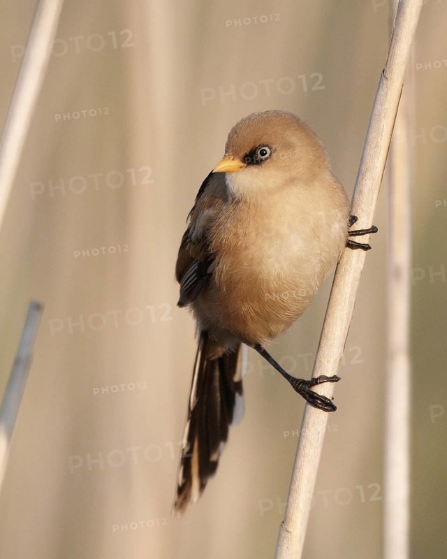 Bearded Reedling (Panurus biarmicus), Mecklenburg-Western, Pomerania, Germany