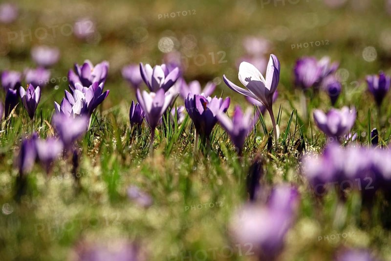 Beautiful crocus flower, early spring, Germany