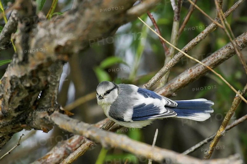 Azure Tit (Cyanistes cyanus) juvenile, Onon River, Mongolia