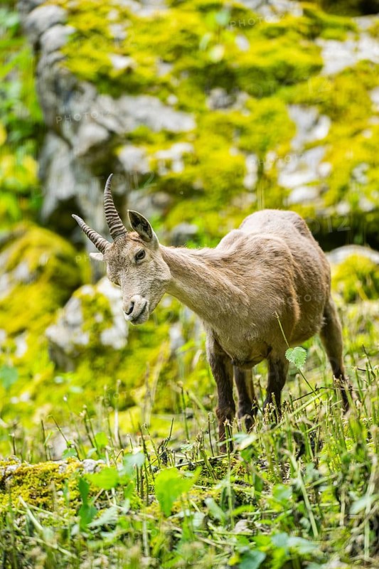Alpine ibex (Capra ibex) female, Bavaria, Germany