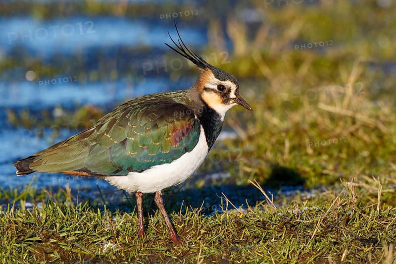 Northern Lapwing (Vanellus vanellus) male, Netherlands