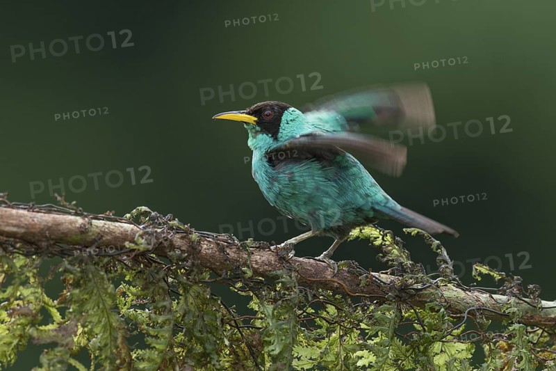 Green Honeycreeper (Chlorophanes spiza) male, Costa Rica