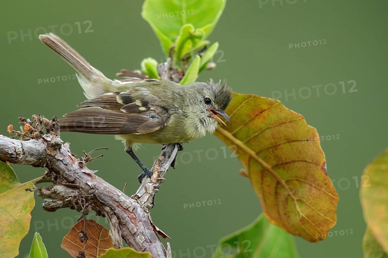 Southern Beardless-Tyrannulet (Camptostoma obsoletum) perched on a branch in the rainforest of Guyana