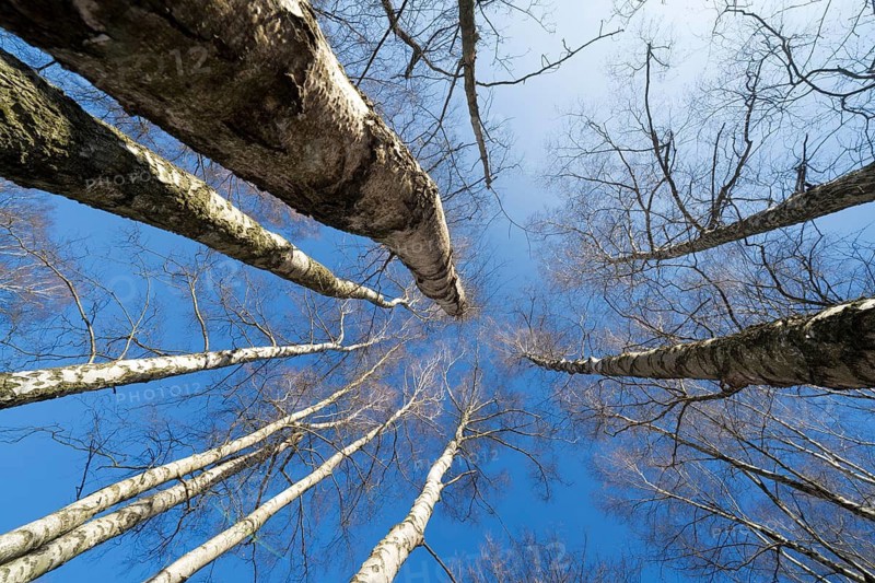 Primeval forest Urwald Sababurg, Hofgeismar, Weser Uplands, Weserbergland, Hesse, Germany