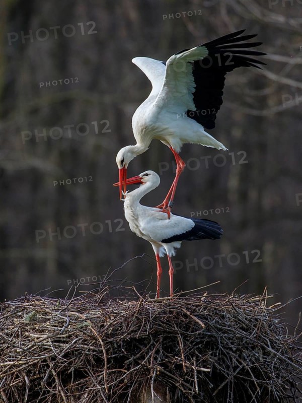 White Stork (Ciconia ciconia) pair mating, North Rhine-Westphalia, Germany
