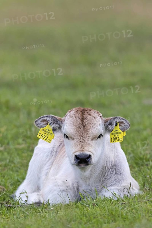 Hungarian Grey Cattle, Hungarian Grey Cattle, (Sturnus vulgaris), resting in a meadow, steppe, animals, mammals, cattle, ear tag, animal kids, young animal, Lake Neusiedl, Illmitz, Burgenland, Austria