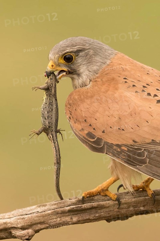 Common Kestrel (Falco tinnunculus) male perched on a branch with captured lizard, Serbia