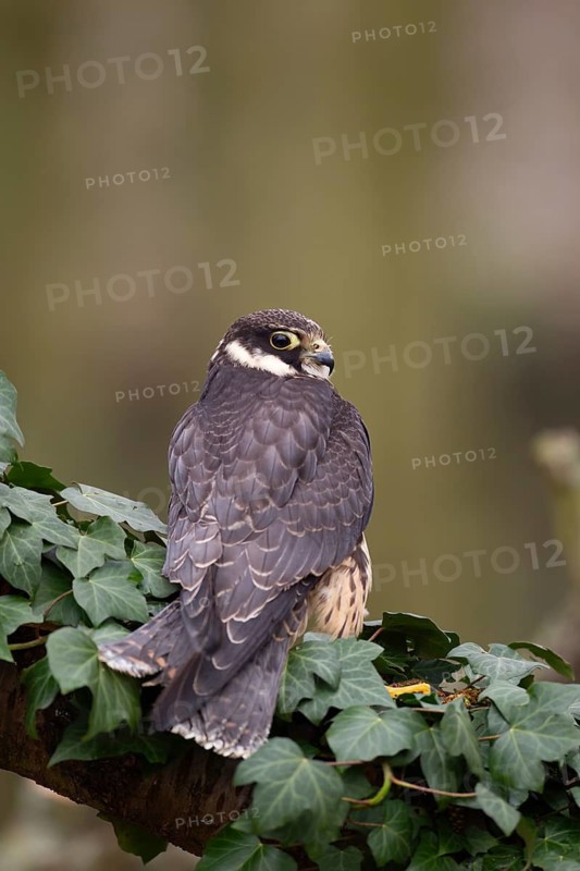 Hobby (Falco subbuteo) falcon adult bird of prey on a tree branch, England, United Kingdom