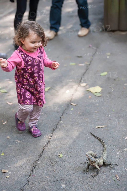 Young girl looking at an Australian eastern water dragon (Physignathus lesueurii), Lone Pine Koala Sanctuary, Brisbane, Queensland, Australia