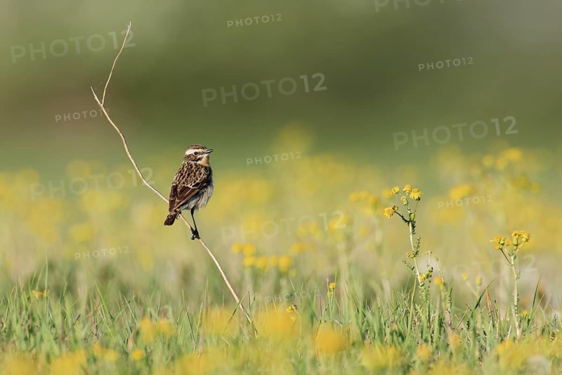 Whinchat (Saxicola rubetra) male, Brandenburg, Germany