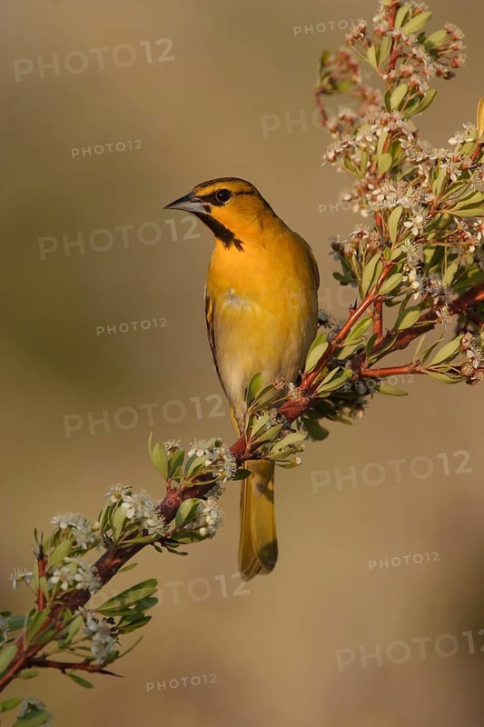Bullock's Oriole (Icterus bullockii) male, California, USA
