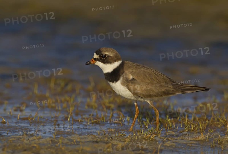 Canada, Manitoba, breeding adult, June