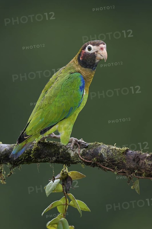 Brown-hooded Parrot (Pyrilia haematotis), Costa Rica