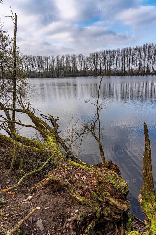 The Bislicher Insel, nature reserve on the Rhine, Altrheinarm, near Xanten, Lower Rhine, Wesel district, one of the few floodplain landscapes in Germany, winter, North Rhine-Westphalia, Germany
