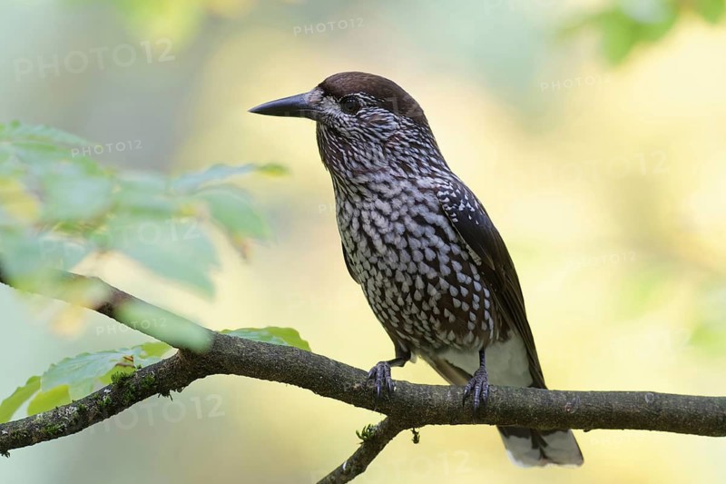 Spotted Nutcracker (Nucifraga caryocatactes) perched on a branch, Baden-Wuerttemberg, Germany
