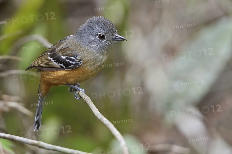 Variable Antshrike (Thamnophilus caerulescens) perched on a branch in Bolivia, South America