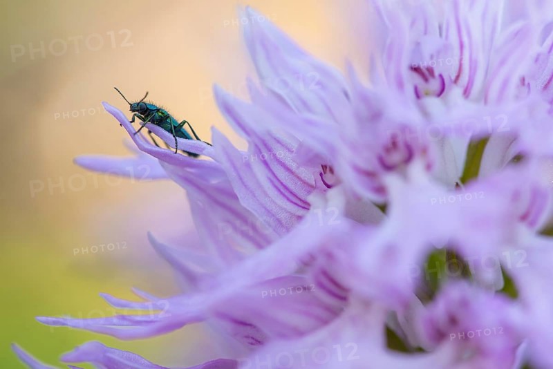 A vibrant green beetle explores the delicate, ruffled petals of an Orchis italica in a serene natural setting