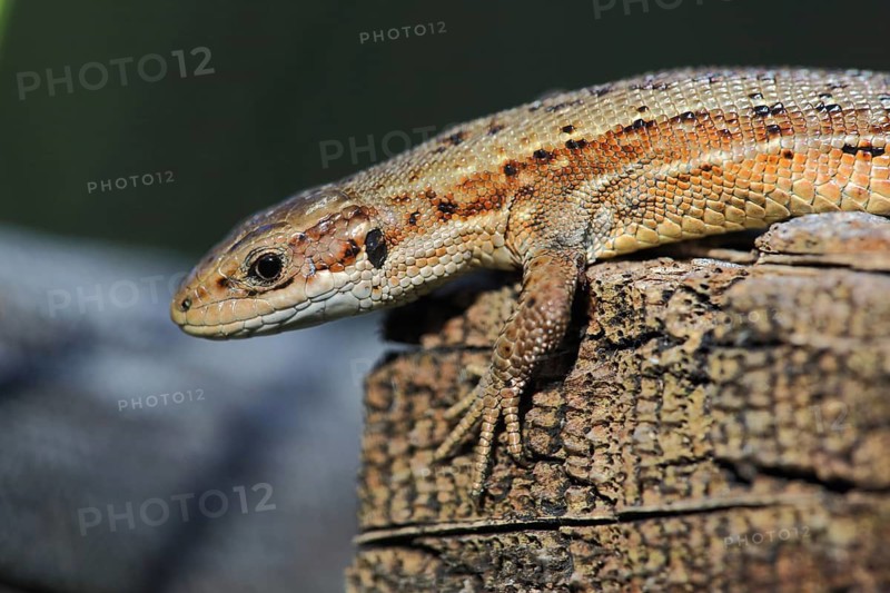 Forest lizard (Lacerta vivipara), nature photography, Black Moor, Rhön, Bavaria, Germany