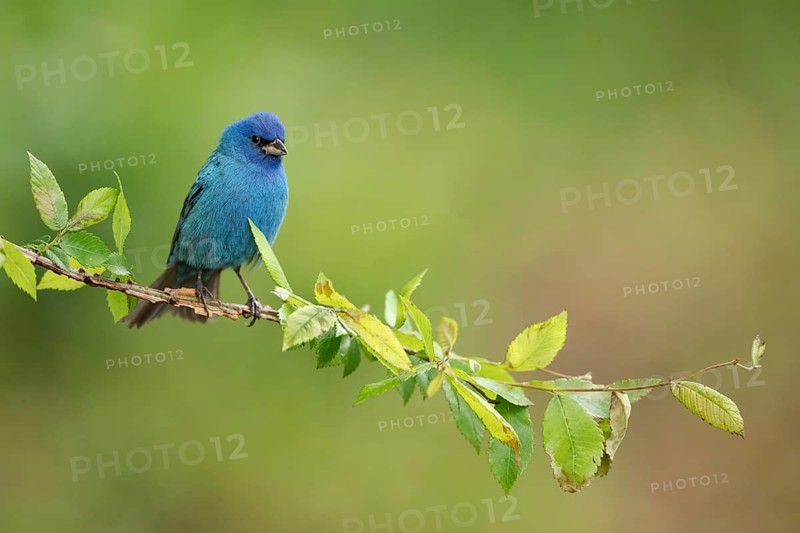 Indigo Bunting (Passerina cyanea) male perched on a branch, Texas, USA