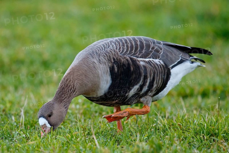 Greater White-fronted Goose (Anser albifrons) foraging, North Rhine-Westphalia, Germany