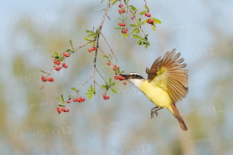 Great Kiskadee (Pitangus sulphuratus) flying while feeding on red berries, Texas, USA