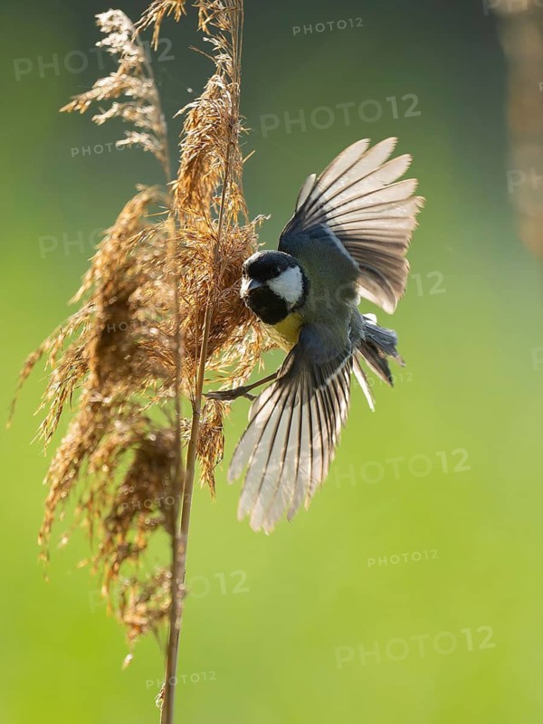 Great tit (Parus major) foraging for seeds on reeds (Phragmites australis), Lower Saxony, Germany