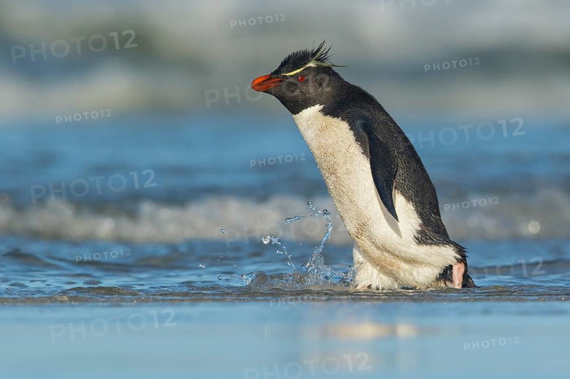 Rockhopper Penguin (Eudyptes chrysocome) emerging from the ocean in the Falkland Islands