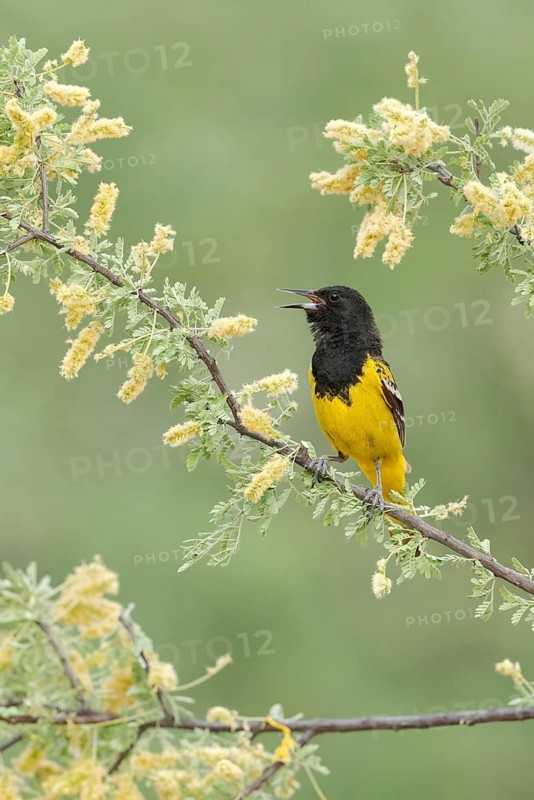 Scott's Oriole (Icterus parisorum) male singing, Arizona, USA