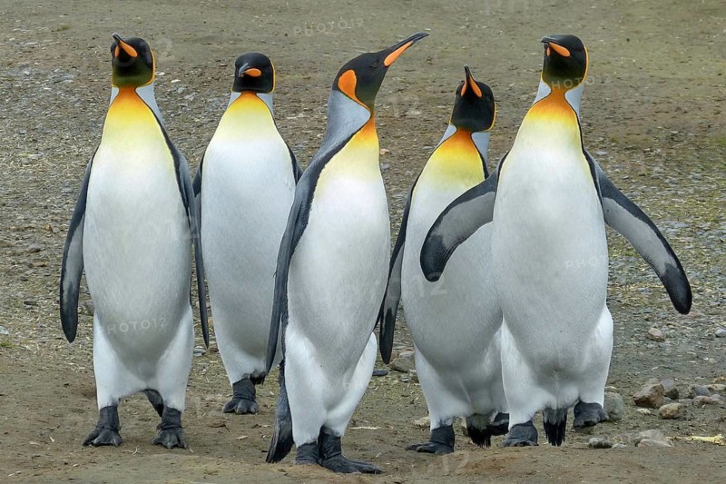 Antarctica, South Georgia, snow, ice, winter, king penguin, penguins, great penguins, (Aptenodytes patagonicus), colony, Salisbury Plain, five animals, Salisbury Plain, South Georgia, Antarctica