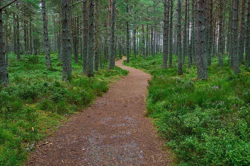 Winding trail through thick, green pine forest, Loch Garden, Nethy Bridge, Scotland, United Kingdom, Great Britain