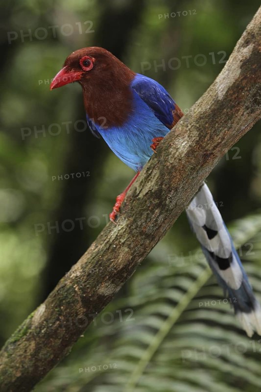 Sri Lanka Blue Magpie (Urocissa ornata) perched on a branch, Sinharaja National Park, Sri Lanka