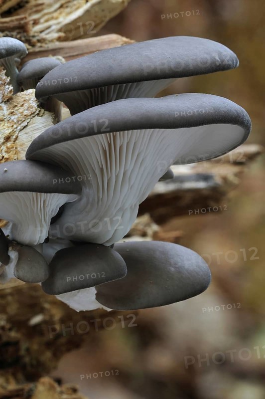 Oyster mushroom (Pleurotus ostreatus), Oyster bracket fungus growing on tree trunk in forest