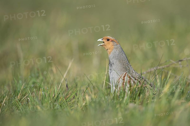 Grey Partridge (Perdix perdix) male calling in grass field, North Rhine-Westphalia, Germany