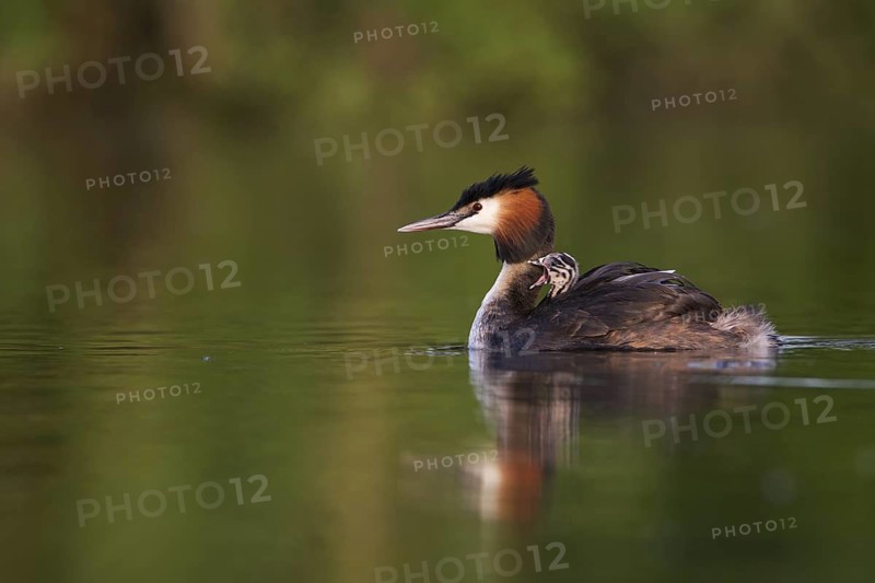 Great Crested Grebe (Podiceps cristatus) juvenile, Saxony, Germany